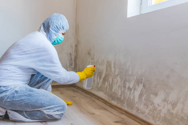 Licensed Basement Mold Remediation service in Greenville, VA - WQB Mold Removal