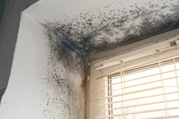 Affordable Basement Mold Remediation solutions in Greenville, VA